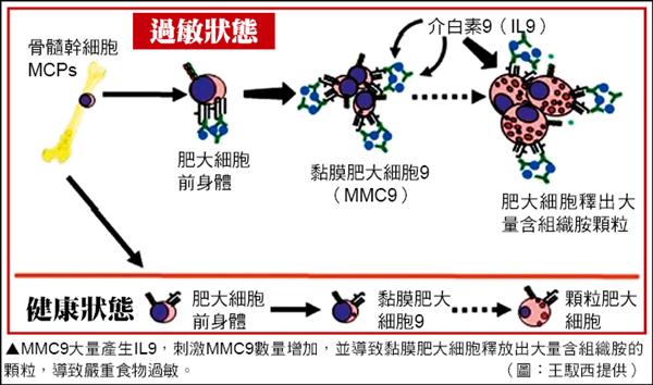 MMC9大量產生IL9，刺激MMC9數量增加，並導致黏膜肥大細胞釋放出大量含組織胺的顆粒，導致嚴重食物過敏。（圖：王馭西提供）