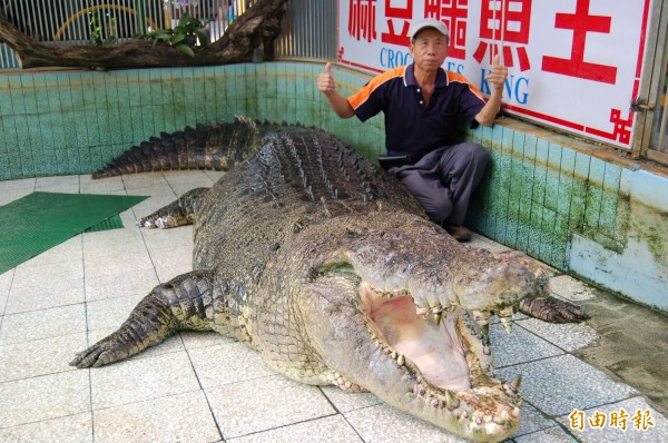 大鱷魚被邱錫河當竉物養，要把它送人，內心不捨。（記者楊金城攝）