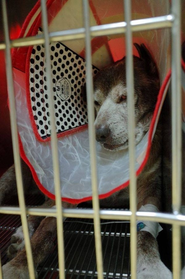 成大校園狗「咖啡」在醫院觀察加護中。（圖由成大流浪動物志工隊提供）