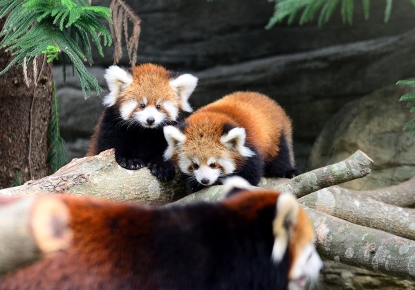 台北市立動物園「小小貓熊徵好名」票選結果今天出爐。（圖由台北市立動物園提供）