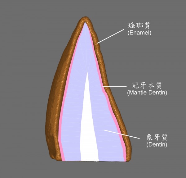 肉食性恐龍的牙齒結構。（同步輻射中心提供）