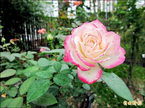 「瑪蒂莞達」的花瓣白底略帶淡淡粉紅色，像是撲粉撲上去的，花瓣約三、四十枚，花形較小，有淡淡花香。（記者何世昌攝）