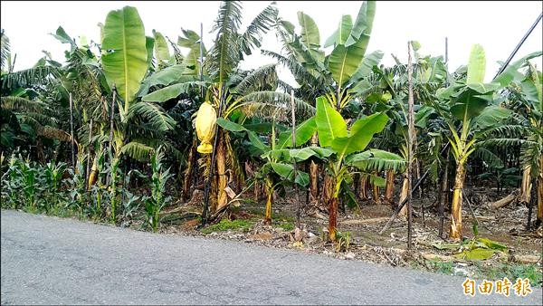 新園鄉近八成香蕉種植面積，在蘇迪勒颱風中受損。（記者陳彥廷攝）