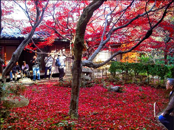 日本京都的厭離庵是一處位置隱密、面積不大但卻有滿滿楓紅的賞楓景點。（京都旅行達人三線提供）