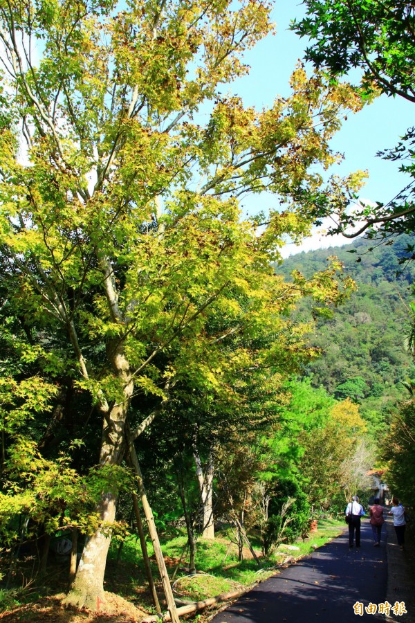 楓林社區的聯絡道路黃金楓夾道，冬天就變成黃金隧道。（記者佟振國攝）