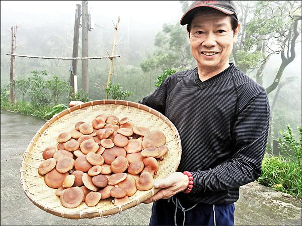 吳萬金展示收成的段木香菇，蘊含著對家鄉土地的情感。（農業局提供）