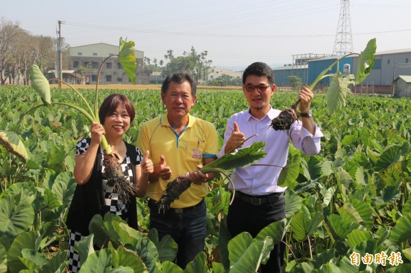 品質優良的烏塗濁水芋已正名為「林內芋」，要拚台灣第一芋。（記者詹士弘攝）