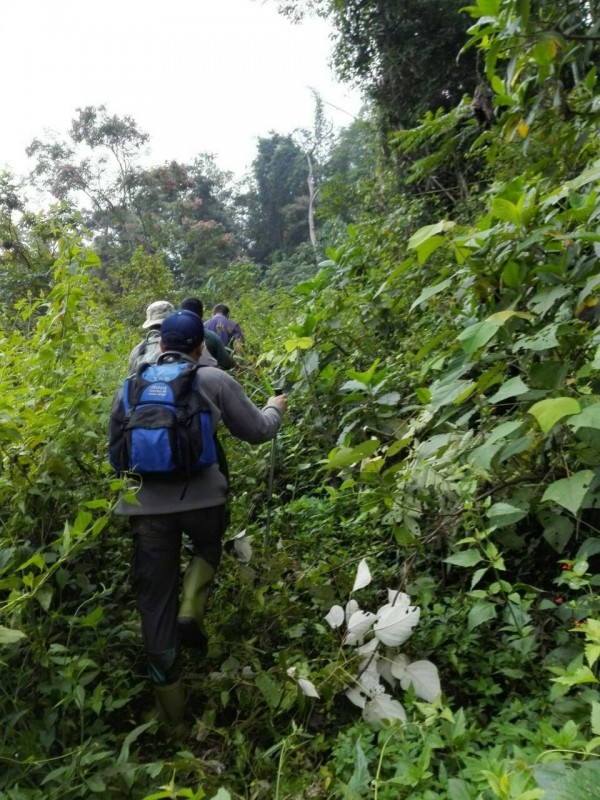 泰山登山健行隊共20人前往爬山，有3人被疑似土蜂螫到送醫。圖與本新聞無關。（資料照）