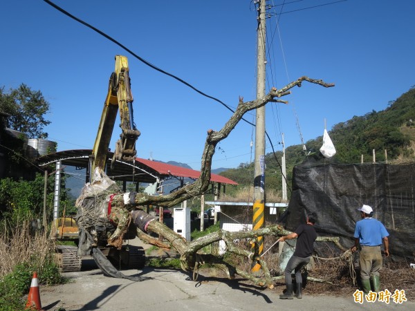 信義鄉農會移植80年老梅樹，但因山區產業道路狹小，一度讓工程進度相當緩慢。（記者劉濱銓攝）