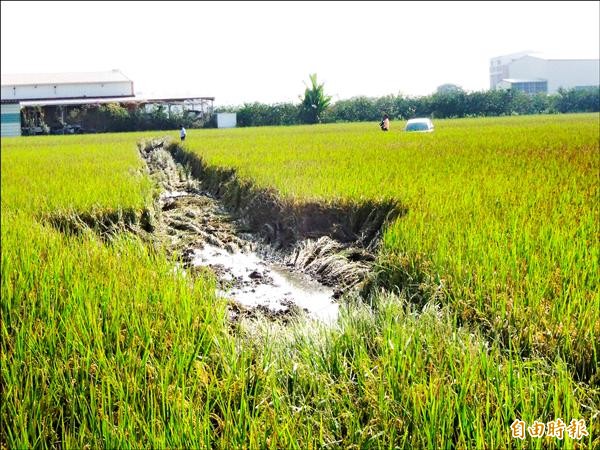 自小客車衝入稻田卡在中央，留下宛如「外星人麥田圈」痕跡。（記者黃淑莉攝）