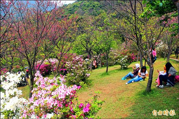 陽明公園明年將移交內政部營建署陽管處管理，是否續辦陽明山花季，陽管處表示會再評估。圖為今年花季情形。（資料照，記者鍾泓良攝）