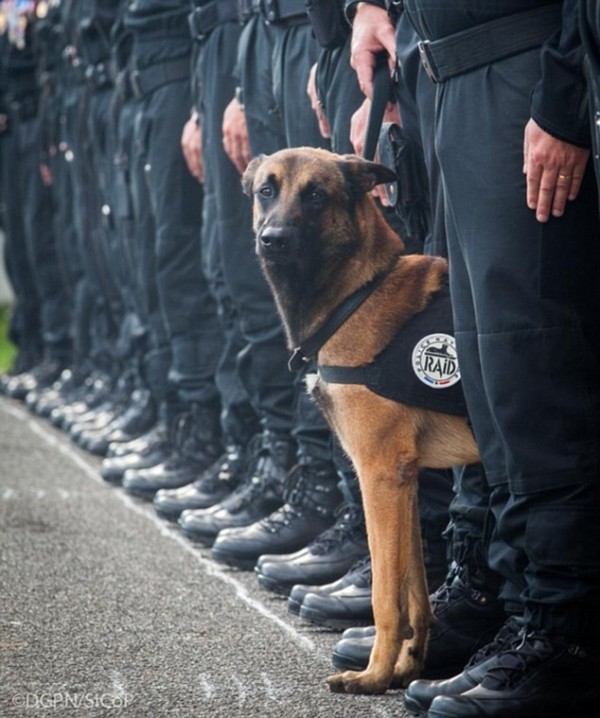 警犬迪賽爾參與圍捕行動，壯烈犧牲。（圖擷自每日郵報）