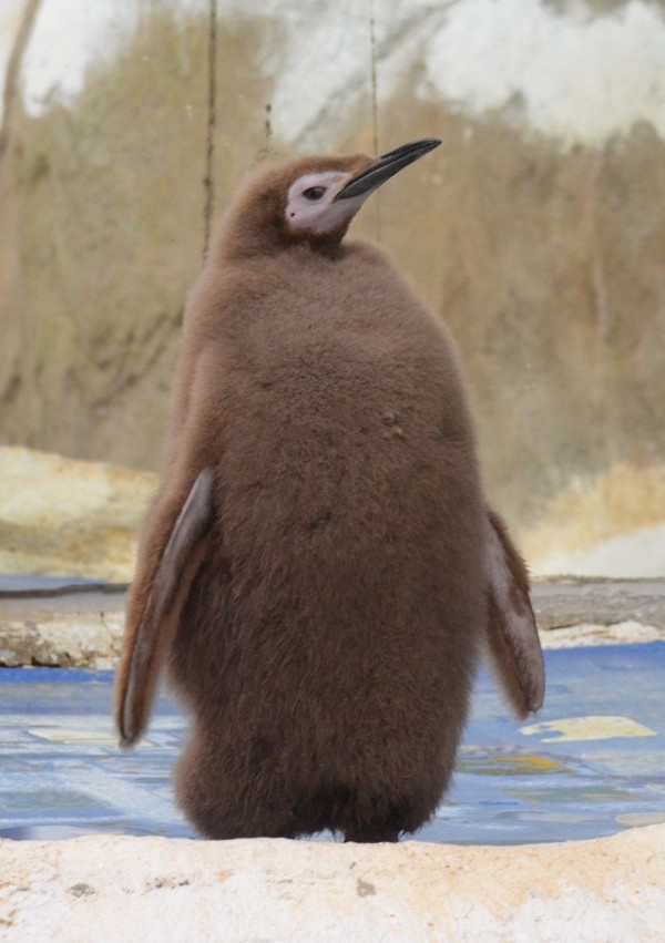 嘟胖換羽前的模樣。（台北市動物園提供）