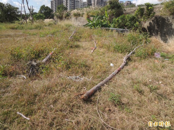 竹北市博愛南路和自強一路的公園，各有約15棵土肉桂、無患子等樹木被連根拔起，枯死倒在公園上，樹黨市民代表許育綸希望縣府儘快清除並補植。（記者廖雪茹攝）