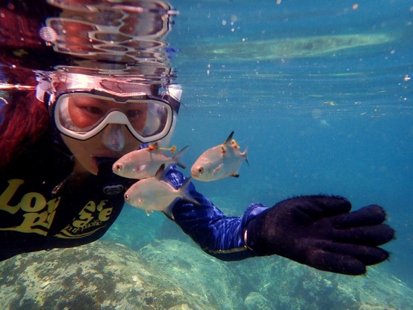 潛水客在海中和身上有T型標籤的魚苗相遇。（圖由漁業署提供）