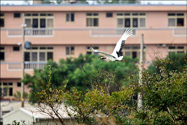 丹頂鶴在新北市三芝區現蹤。（台北市野鳥學會資深鳥友陳王時提供）