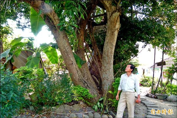 大林六三公園這棵三株幹芒果樹相當罕見。（記者蔡宗勳攝）