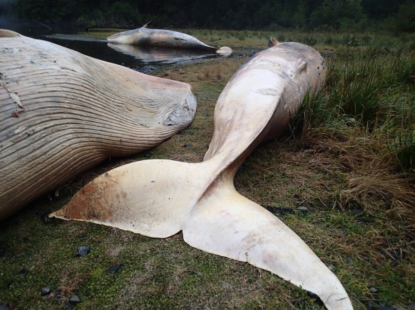 拉丁美洲國家智利的南部海岸驚變鯨魚墳場，專家發現，至少有337頭賽鯨集體擱淺死亡。（美聯社）