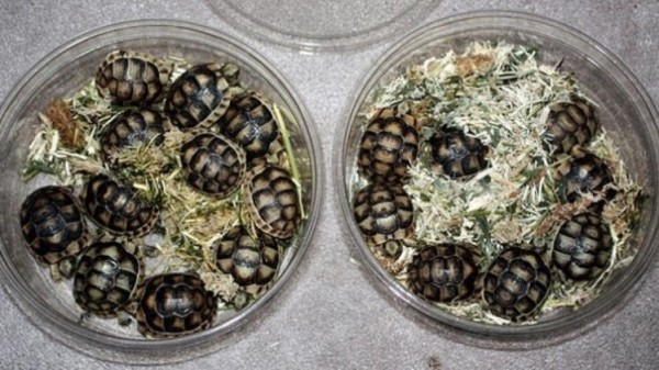 加拿大華裔男子走私51隻烏龜，將面臨10年監禁刑罰。（擷取自網路）