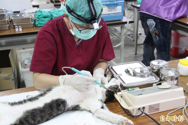 圖為獸醫示意圖，與本新聞無關。（資料照，記者林欣漢攝）