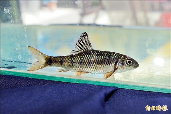 台灣石魚賓定居東台灣溪流，但對於河川生態的影響則欠缺研究。（記者花孟璟攝）