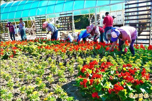 花蓮市公所草花班人員昨日積極補植四季海棠、孔雀菊及一串紅等季節性花卉，預定將於週六正式開園。（記者王峻祺攝）