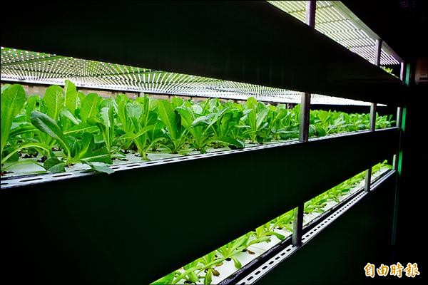 蔡英文雲林競選總部水耕蔬菜園區，展現雲林科技農業軟實力。（記者林國賢攝）