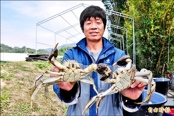 廖煌飛飼養的大閘蟹兩度贏得「蟹后」榮銜，卻也面臨滯銷困境。（記者彭健禮攝）