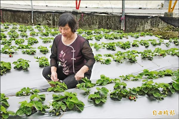 暖冬加上炭疽病肆虐，今年國姓鄉草莓產量減少，莓農愁容滿面。（記者佟振國攝）