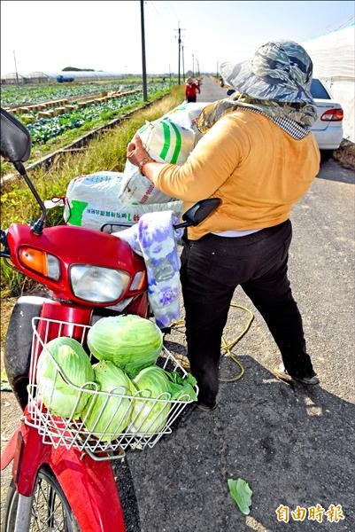 村婦採拾免費的高麗菜，滿載摩托車。（記者吳世聰攝）