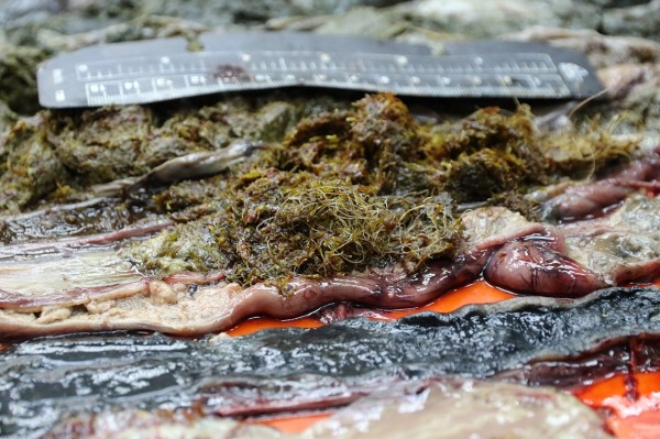 海洋悲歌！興大從死亡綠蠵龜體內發現魚網和塑膠片。（圖由興大提供）