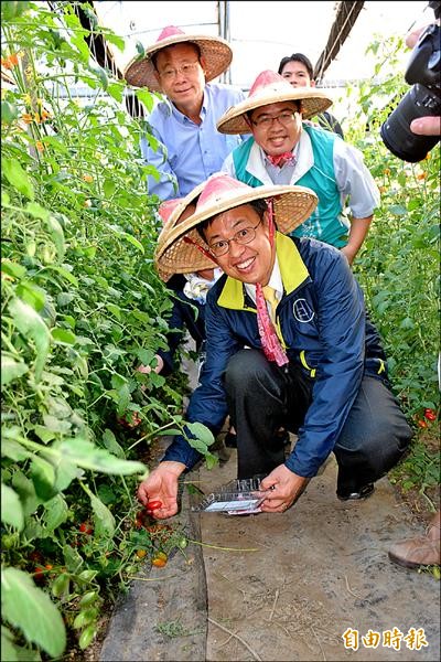 陳建仁參觀水上鄉大崙村豐碩果園，戴起斗笠進入溫室內學習採番茄。（記者吳世聰攝）