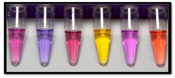 菌型視紫感光蛋白質（Microbial rhodopsin）是有顏色的。每一個都會獨鐘於吸收某個光波長而被活化，也各自有不一樣的生理作用。本圖為可在死海中唯一能倖存的嗜鹽古生菌 （Haloarcular marismortui ）體內的6個感光蛋白質。（台大提供）