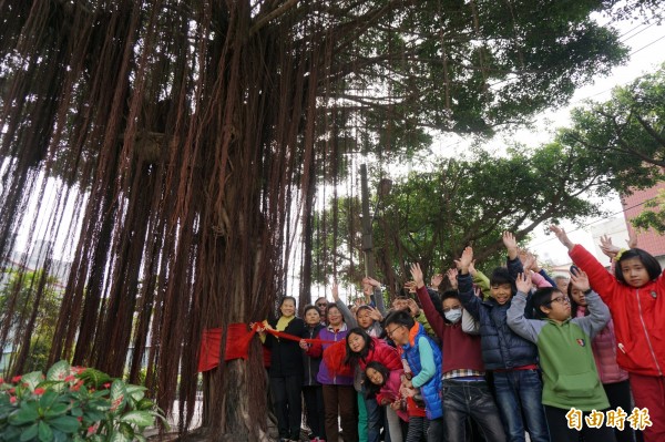 四張犁土地公廟打開樹穴一年多，搶救一年多後生命盎然，現在長得高壯、樹鬚長，學童今日重回團聚慶祝。（記者蔡淑媛攝）                                                                                            