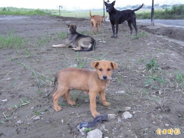 彰化縣專門以救援流浪狗為業的陳姓男子，受托照顧2隻流浪犬，但毛小孩相繼脫水、瘦弱而死，令蕭姓托付人心疼不已，告陳某違反動保法，今天彰化地院判決陳某拘役10天，併科罰金1萬元。（資料照）