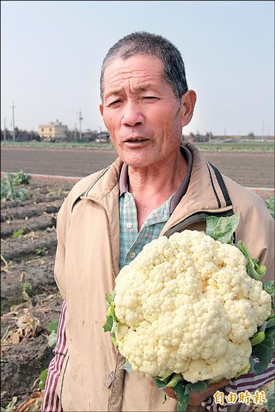 大城鄉農民許萬順表示，受到南風污染無法種西瓜，只能在東北季風季節種花椰菜，反而種出好的成果。（記者陳冠備攝）