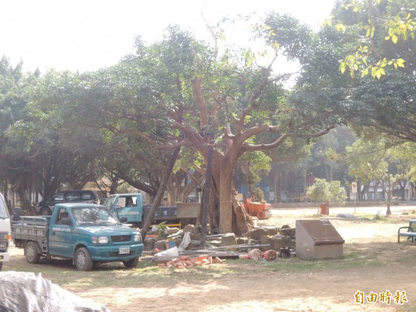 新竹市三民公園內的列管老樹編號二號的百年老刺桐，因自然老化及颱風侵襲，已宣告死亡，市府辦祈福告別儀式，尊重其生命。（記者洪美秀攝）