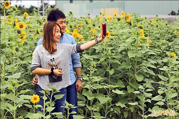 大片的向日葵花海近日漸漸綻放，吸引遊客下車搶拍。（記者邱芷柔攝）