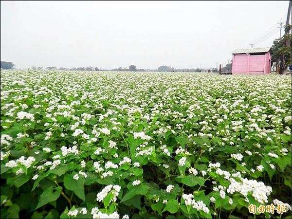 二林鎮儒林路兩旁開滿蕎麥花，猶如細雪覆蓋。（記者陳冠備攝）