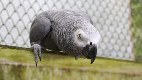 非洲灰鸚鵡小飛相當聰明。（台北市動物園提供）