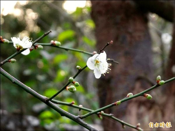 去年此時梅花早綻放，但暖冬打亂生長週期，花卉試驗中心的梅樹僅開3朵。（記者何世昌攝）