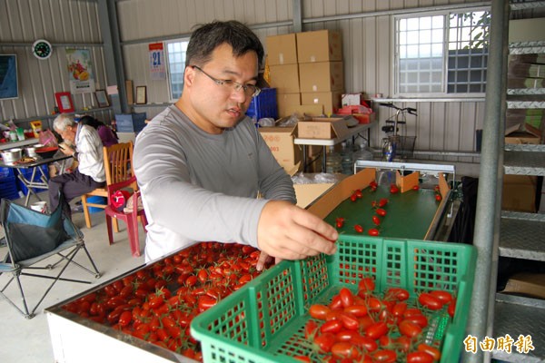 賴建良將玉女小番茄分級包裝宅配，顧品質。（記者楊金城攝）