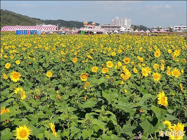 向日葵花海通霄吸睛 地方 自由時報電子報