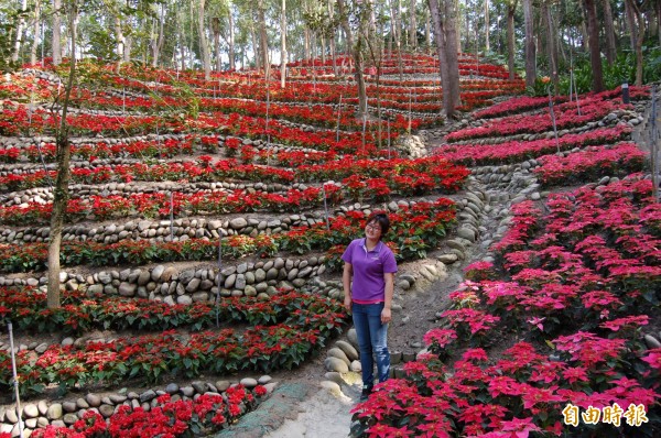 南元賞花季以10萬朵聖誕紅打造一整片熱情山坡。（記者楊金城攝）