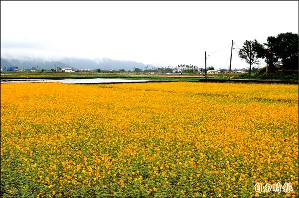 三星鄉花海已開九成。（記者朱則瑋攝）