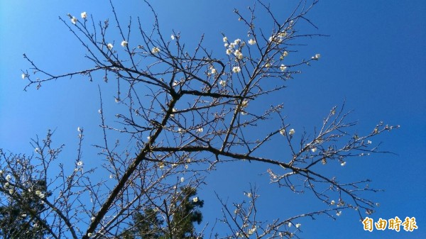 信義鄉進入賞梅季，部分梅區梅樹已綻放潔白花朵，花況約一至二成。（記者劉濱銓攝）