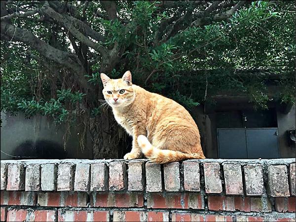 疑似遭到虐殺的流浪貓「大橘子」。（記者王冠仁翻攝）