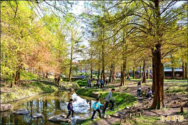 宜蘭縣羅東運動公園落羽松不紅，特別到此一遊的民眾十分失望。（記者朱則瑋攝）