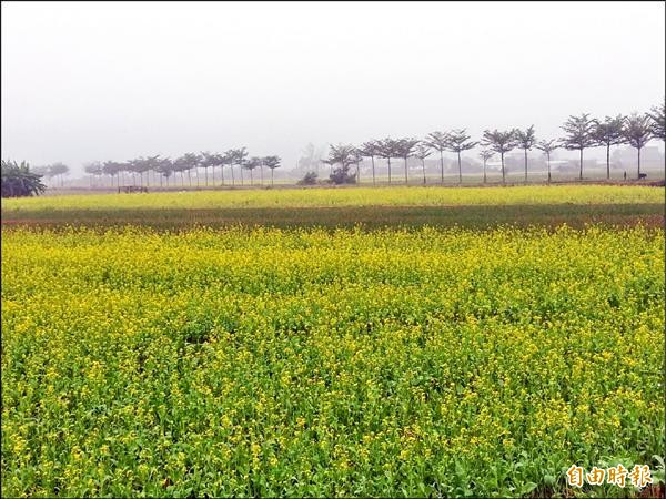 無米樂農村油菜花開，冬霧襯托下，吸引不少民眾放慢腳步，駐足留影。（記者王涵平攝）