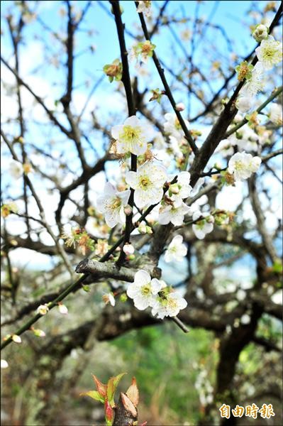 瑞穗虎頭山梅園，梅花這幾天開到最旺盛，枝頭上開著一朵朵白花猶如白雪點點。（記者花孟璟攝）